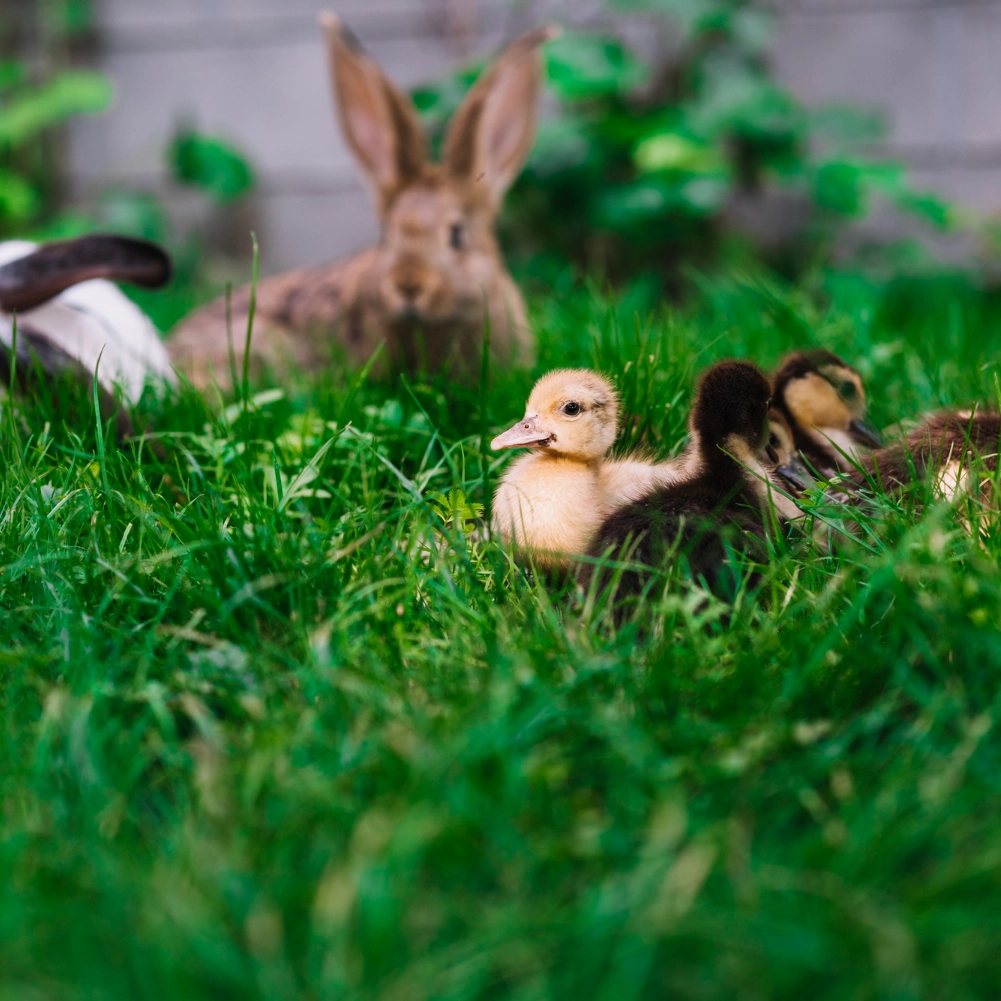 Tuszka królika ekologiczna